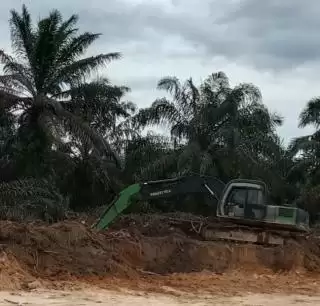 Wamenkeu RI: Data Kebun Sawit Dimiliki Negara Banyak Tapi Tidak Singkron