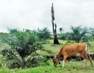 Di Bengkulu, Idul Adha 1444 H Tanpa Hewan Kurban Impor