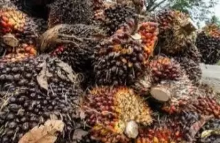 Lantaran Harga TBS Sawit Turun, Hewan Kurban Berkurang di Ujung Gading