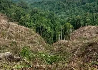 Kasus Hukum Pembalakan Liar 'Abu-abu', Pemprov Jambi Pulangkan Rp43,5 Miliar ke PT WKS