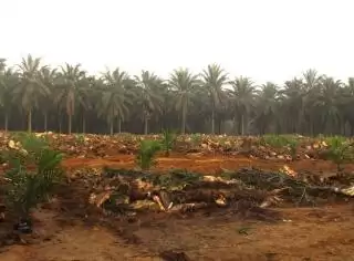 Petani Sawit Plasma PTPN V Dukung Rencana Integrasi Sub Holding PalmCo