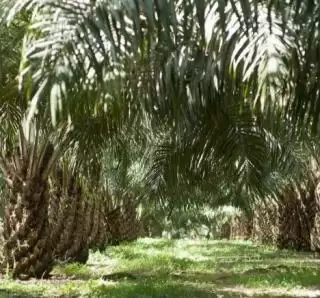 Evolusi Mutakhir Industri Sawit Indonesia, Kelapa Sawit Paling Efisien Penggunaan Lahan