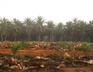 2023, Seluas 700 Hektar Kebun Sawit Diusulkan Replanting di Bengsel