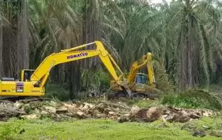 Dan Seluas 350 Hektar Kebun Sawit Petani Swadaya Direplanting
