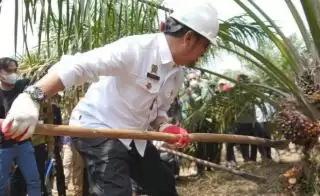 Mungkinkah Sumsel Pilot Project Pengembangan Sawit Nasional