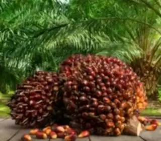 Turun Naik Harga Kelapa Sawit di Riau Mesti Jadi Perhatian Serius