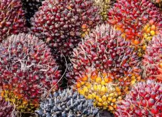 Petani Jangan Tanam Sawit di Kawasan Hutan Biar CPO Indonesia Tak Diblacklist