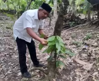 'Sayonara' Kakao, Petani Beralih ke Tanaman Kelapa Sawit di Pidie Jaya