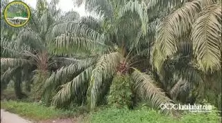 Lapangan Kerja Terbuka Setelah Perusahaan Sawit Masuk ke Desa Towara