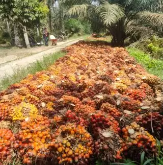 Riset Berpengalaman Cukup Vital Pada Era Evolusi Industri Kelapa Sawit