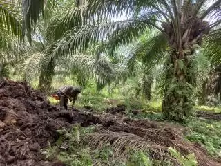 Petani Sawit 'Tanah Rencong' Desak Cangkang Jadi Nilai Tambah Harga TBS
