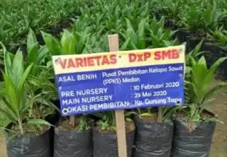 Benih Sawit Varietas Simalungun Diminati Petani di Bengkulu, Kok Bisa!