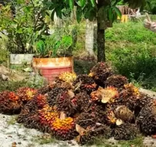 Soal Harga TBS Sawit Riau Tertinggi di Indonesia, Ayo Cek Daftarnya