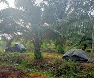Kelapa Sawit Primadona di Jambi Kalahkan Karet, Ini Kata Gubernur Jambi