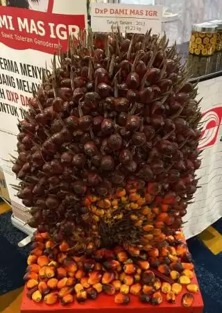 Wow, Gapki Sayembara TBS Kelapa Sawit Terberat, Ini Total Hadiahnya