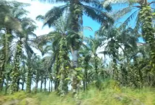 Kelapa Sawit Terus Produksi, Ini Kiatnya