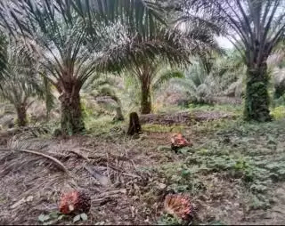 2023, Baru 22 Perusahaan Sawit Ajukan Pelepasan Kawasan Hutan di Riau