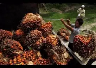 Pencaker Tak Lapor, Rosdiana: Perusahaan Kelapa Sawit Diminta Terbuka Soal Naker