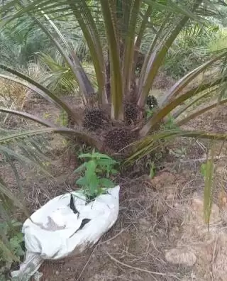 Pupuk Kimia Mahal, Petani Sawit Jangan Panik Ada 'Abu Janjang'