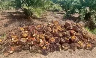 Kolaborasi Semua Pihak Dibutuhkan Demi Wujudkan Keberlanjutan Sawit Nusantara