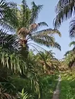 Evolusi Terbaru Industri Sawit Indonesia, Industri Sawit Tak Berkontribusi Perekonomian Global Faktakah?