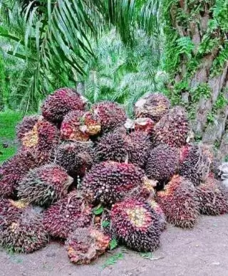 TBS Kelapa Sawit Naik Lagi di Riau, Ayo Cek Ini Daftarnya