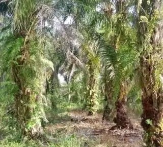 2023, Pemprov Jambi Target 16 Ribu PSR di Delapan Kabupaten