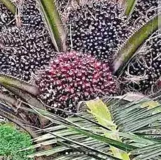 Naik Dari Pekan Lalu, Harga Sawit Dibandrol Rp2.303,28 Per Kilogram di Kalbar