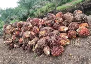 'Curhat' Petani Pangkalan Lesung Jual Murah TBS Sawit Sulit Jadi Mitra Swadaya