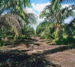 BPDPKS: Minyak Makan Merah Banyak Kandung Vitamin A dan E