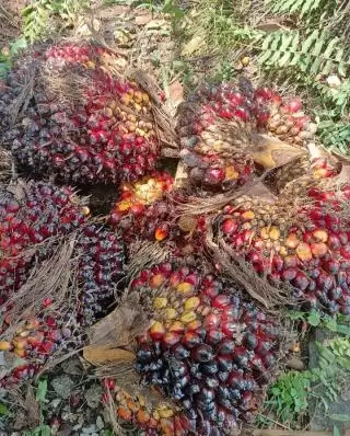 Harga TBS Sawit Petani Swadaya Turun Dibeli Rp2.464,00 Per Kilogram di Riau