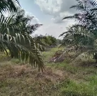 Kolaborasi Dengan Jerman, Ditjenbun Tingkatkan Kapasitas Petani Sawit dan Karet Kalbar