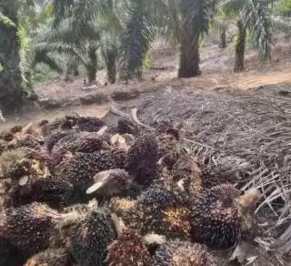 Selepas MoU 'Jaga Zapin', Kada Mesti Aktif Awasi Harga TBS Sawit di PKS