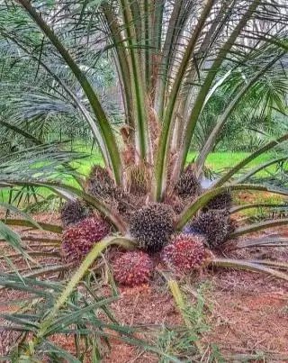 Siap-siap, Petani Sawit di Sulsel Ancam Turun ke Jalan