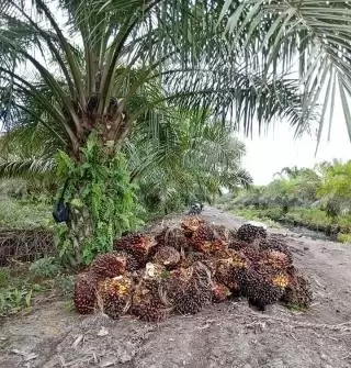 PMK Terbit, DBH Sawit Cair September Hingga Desember 2023