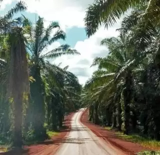 Evolusi Terbaru Industri Sawit Indonesia, Perkebunan Sawit Bukan Ekonomi Bersifat Istimewa