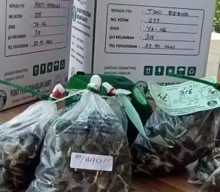 Jangan Asal Pilih Bibit Sawit Unggul, Ada Kiatnya Kata Karantina Pertanian Bengkulu