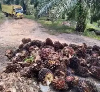 Sumut Terima DBH Sawit, Ini Jatah 33 Kabupaten dan Kota