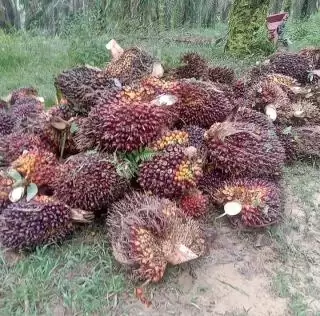 Ditetapkan Naik, TBS Sawit Petani Swadaya Rp2.401,66 Per Kilogram di Riau