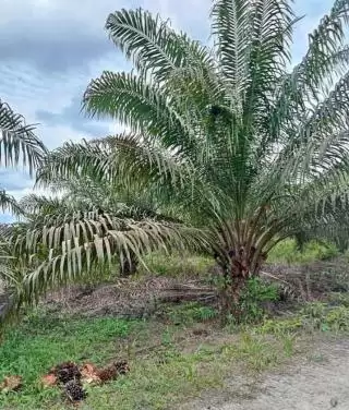 Tanam Varietas Simalungun, Petani Sawit Untung Maksimal