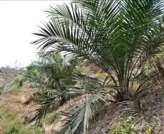Sisi Hulu Pemuliaan Kelapa Sawit Terus Dikembangkan