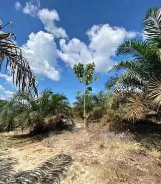 Potensi Kebun Sawit Jadi Destinasi Wisata