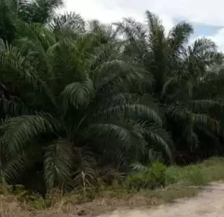 Petani Sawit Mulai Kesulitan Bayar Uang Sekolah, Ini Respon Gubernur Bengkulu