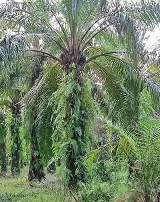 Di Paser Seluas 254 Hektar Kebun Kelapa Sawit Sudah Siap Direplanting