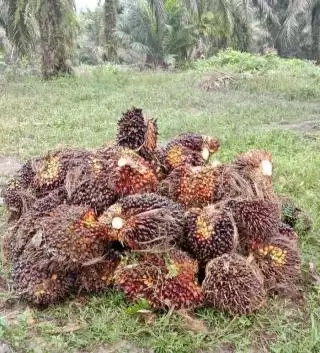 Limbah Sawit Jadi Co-Firing Biomassa Melimpah Target NZE 2060 Potensial