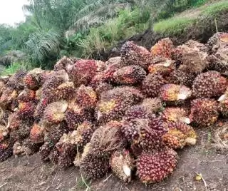 Melorot, Harga TBS Sawit Mitra Plasma Dibeli Rp2.456,43 per Kilogram di Riau