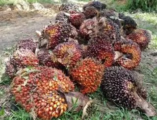 Ketidaksinkronan Aturan Bayangi Kinerja Sawit Tulang Punggung Ekonomi RI