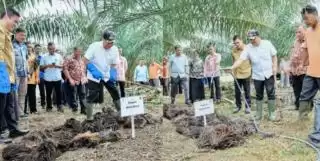 Pupuk Organik Dari Limbah Sawit Solusi Kelangkaan Pupuk Kimia di Batu Bara