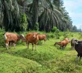 Evolusi Terbaru Industri Sawit Indonesia, Perkebunan Kelapa Sawit Sebagai Penggerak