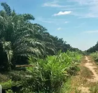 Petani Sawit Sanggau Jangan Sia-siakan Dana Hibah PSR Rp90 Miliar